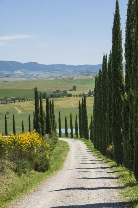 Framed Print : Tree lined driveway, Val d Orcia, Tuscany, Italy, Europe