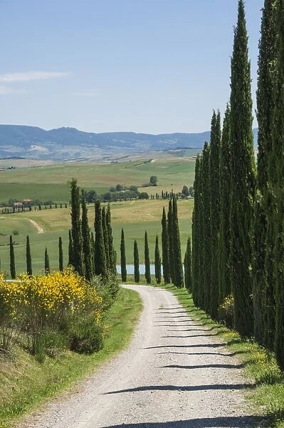 Tree lined driveway, Val d Orcia, Tuscany, Italy, Europe