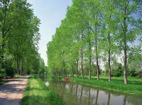 Tree lined river bank in spring, Marais Poitevin, Deux Sevres near Coulon