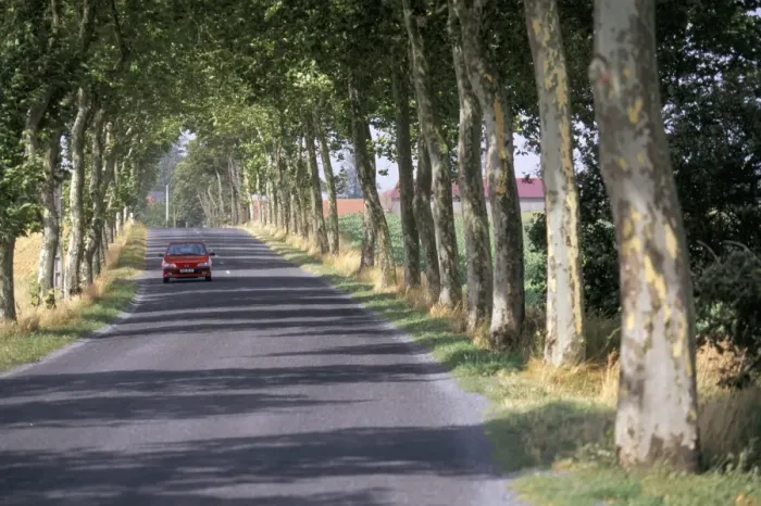 Framed Print : Tree-lined road in France, Europe Framed Print : Tree-lined road in France, Europe