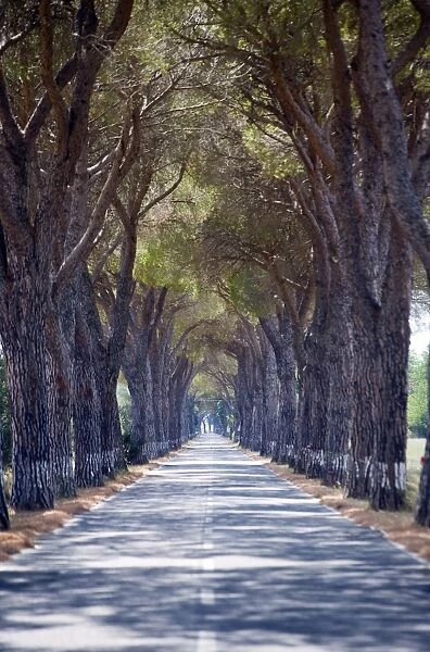 Tree-lined road, Maremma, Tuscany, Italy, Europe