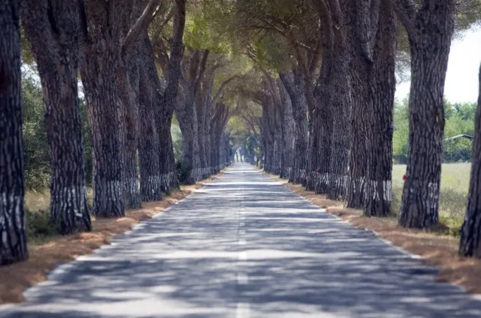 Framed Print : Tree-lined road, Maremma, Tuscany, Italy, Europe Framed Print : Tree-lined road, Maremma, Tuscany, Italy, Europe