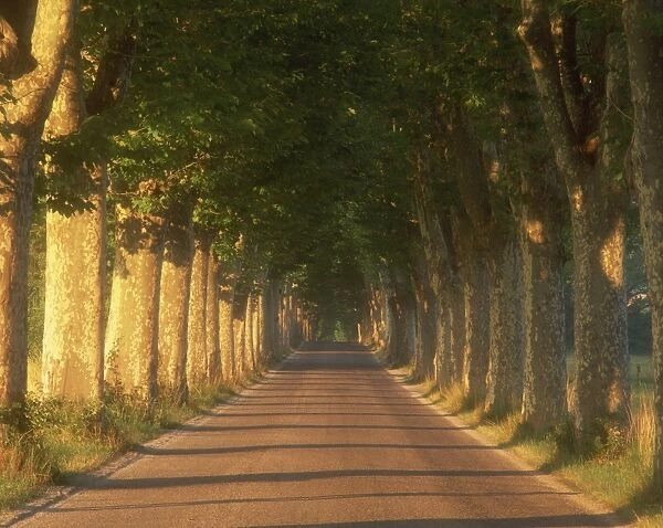 Tree lined road, Provence, France, Europe