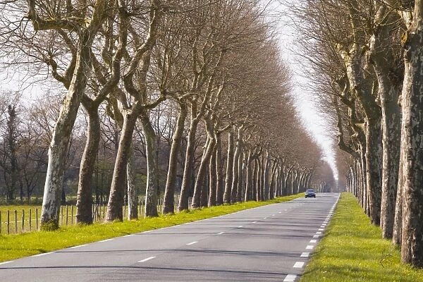 A tree lined road in the Sarthe area, Pays de la Loire, France, Europe