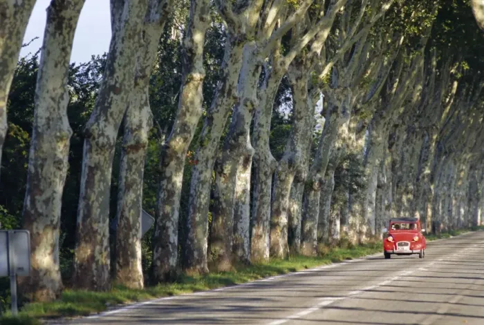 Framed Print : Tree lined rural road, Provence, France, Europe Framed Print : Tree lined rural road, Provence, France, Europe