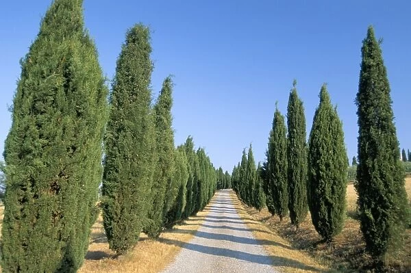 Tree lined rural road, Val d Orcia, Siena province, Tuscany, Italy, Europe