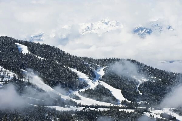 Tree lined ski slopes, Whistler mountain resort, venue of the 2010 Winter Olympic Games