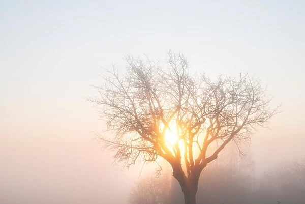 Tree, mist and morning sun in winter, Baden-Wurttemberg, Germany, Europe