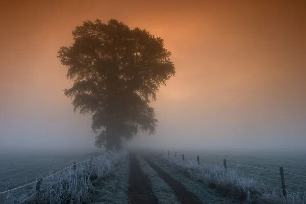 Tree in the morning fog