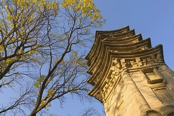 Tree and pagoda, Tanzhe Temple, Beijing, China, Asia