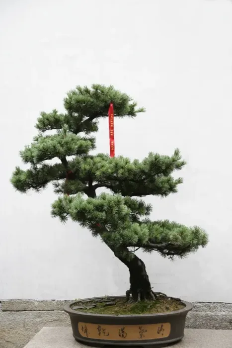Framed Print : Tree with prayer ribbon, Jade Buddha temple, Shanghai, China, Asia Framed Print : Tree with prayer ribbon, Jade Buddha temple, Shanghai, China, Asia