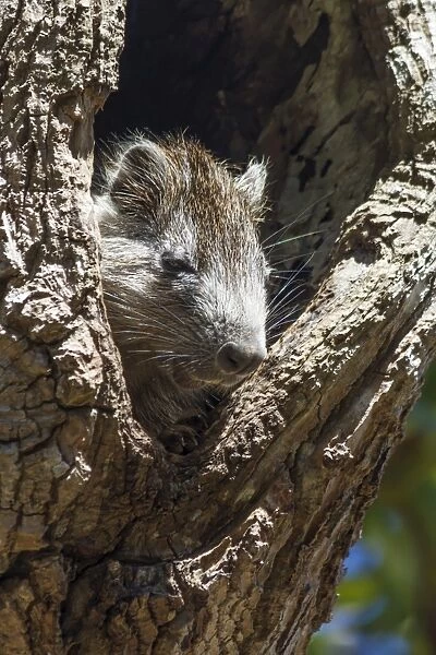 Tree rat (Desmarests Hutia), Cuba, West Indies, Caribbean, Central America