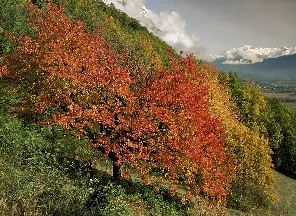 Tree with red autumnal foliage, near Chambery, Savoie, Rhone Alpes, France, Europe