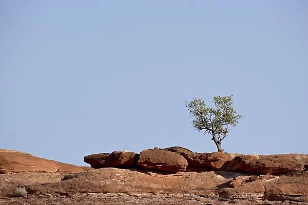 Tree on red rocks