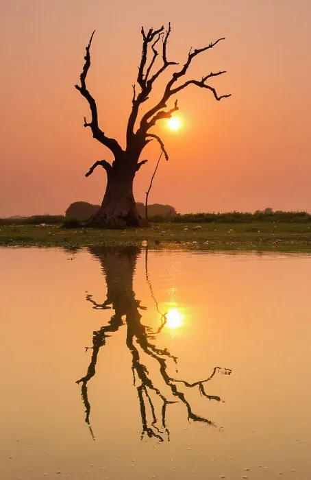 Framed Print : Tree reflecting in Taung Tha Man Lake near U-Bein bridge at sunset, Amarapura, Mandalay, Myanmar (Burma), Asia Framed Print : Tree reflecting in Taung Tha Man Lake near U-Bein bridge at sunset, Amarapura, Mandalay, Myanmar (Burma), Asia