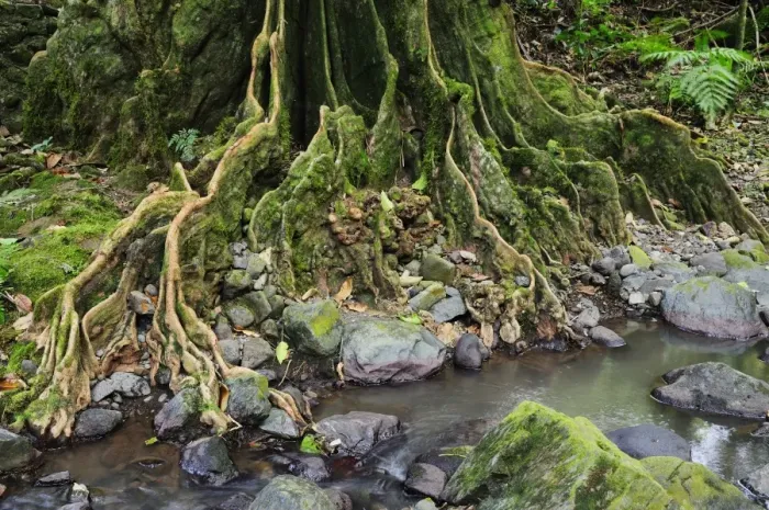 Framed Print : Tree roots and Avana stream, Avana Valley, Takitumu Conservation Area, Rarotonga Framed Print : Tree roots and Avana stream, Avana Valley, Takitumu Conservation Area, Rarotonga