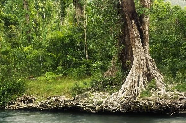 Tree roots, Babinda Creek, part of the Tropical Rainforest World Heritage area