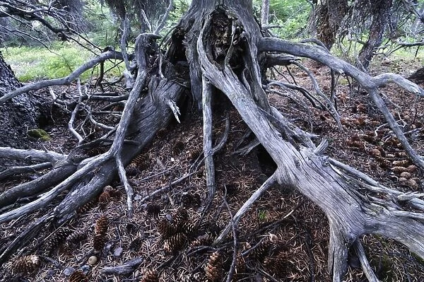 Detail of tree roots, Banff National Park, Alberta, Canada, North America
