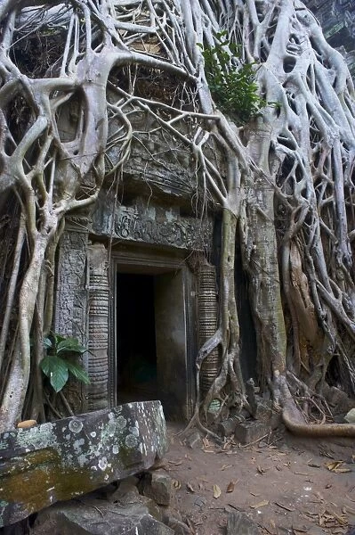 Tree roots around entrance to Ta Prohm temple built in 1186 by King Jayavarman VII