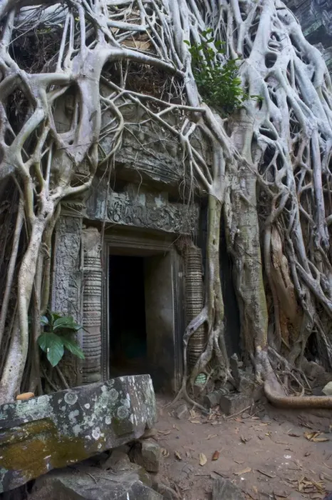 Framed Print : Tree roots around entrance to Ta Prohm temple built in 1186 by King Jayavarman VII Framed Print : Tree roots around entrance to Ta Prohm temple built in 1186 by King Jayavarman VII