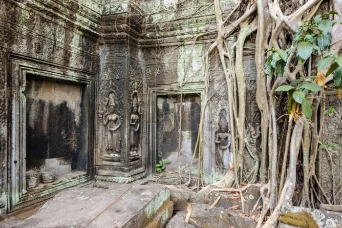 Framed Print : Tree roots growing on Ta Prohm temple (Rajavihara) ruins, Angkor, UNESCO World Heritage Site Framed Print : Tree roots growing on Ta Prohm temple (Rajavihara) ruins, Angkor, UNESCO World Heritage Site