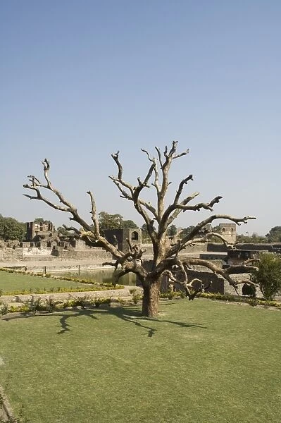 Tree in the Royal Enclave