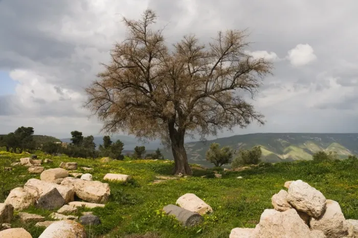 Framed Print : Tree and ruins, Umm Qais Roman City, Umm Qais, Jordan, Middle East Framed Print : Tree and ruins, Umm Qais Roman City, Umm Qais, Jordan, Middle East