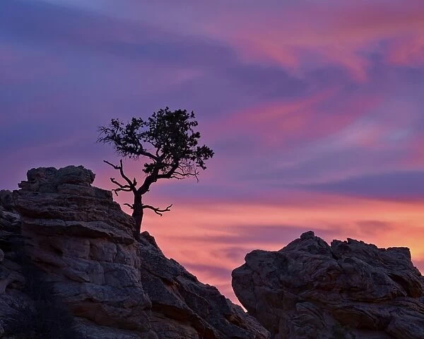 Tree on sandstone silhouetted at sunset with purple clouds, Coyote Buttes Wilderness