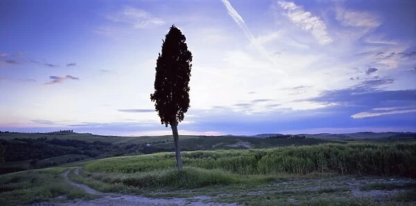 Tree in silhouette near San Quirico d Orcia
