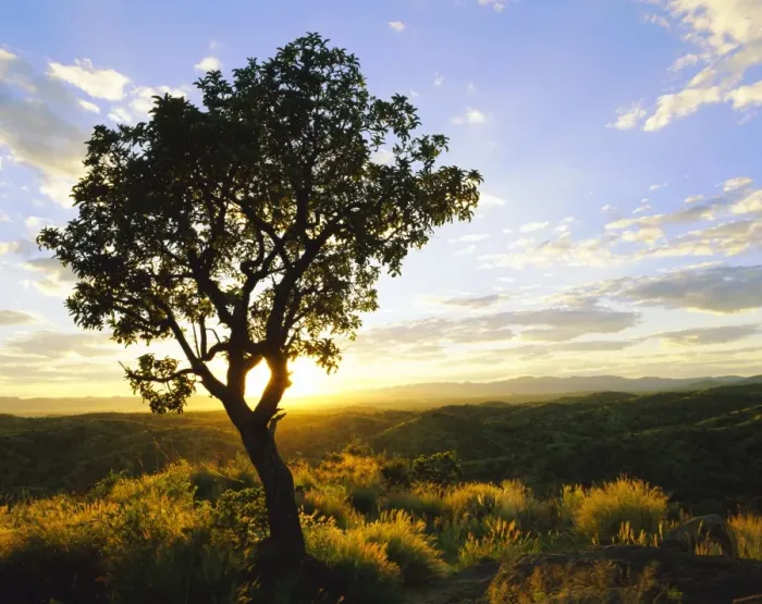 Framed Print : Tree in silhouette at sunrise Framed Print : Tree in silhouette at sunrise