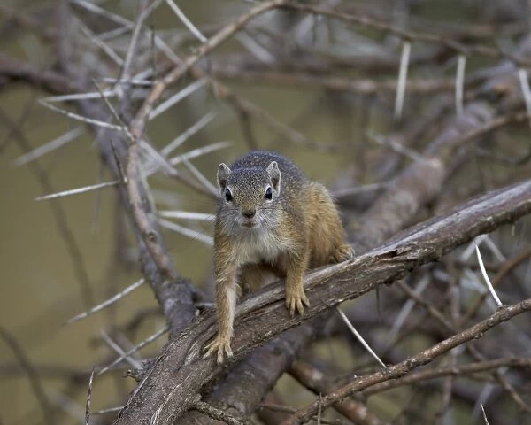 Tree Squirrel (Smiths Bush Squirrel) (Yellow-Footed Squirrel) (Paraxerus cepapi), Kruger National Park, South Africa, Africa