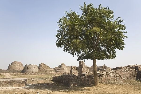 A tree stands outside the walls of the ruined Tughluqabad Fortress, constructed under Ghiyas-ud-Din in 1321 AD and abandoned in 1327 AD, in Delhi