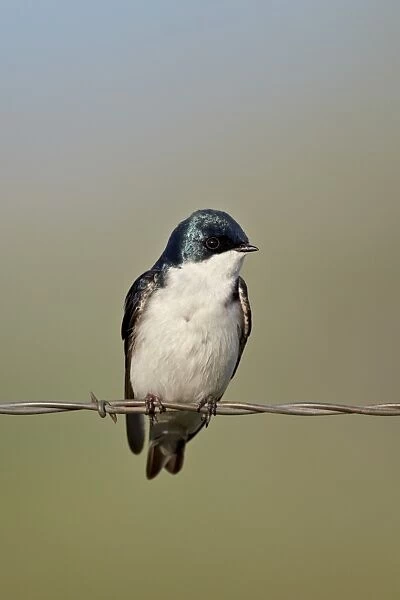 Tree swallow (Tachycineta bicolor), Helena National Forest, Montana, United States of America, North America