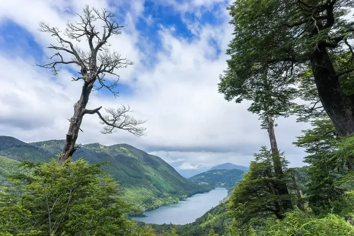 Framed Print : Tree and Tinquilco lake, Huerquehue National Park, Pucon, Chile, South America Framed Print : Tree and Tinquilco lake, Huerquehue National Park, Pucon, Chile, South America