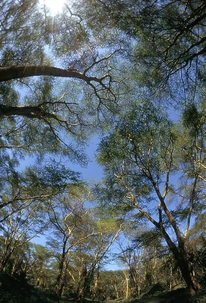 Tree tops where mountain gorillas live