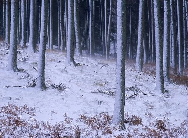 Tree trunks covered in snow in Cumbria, England