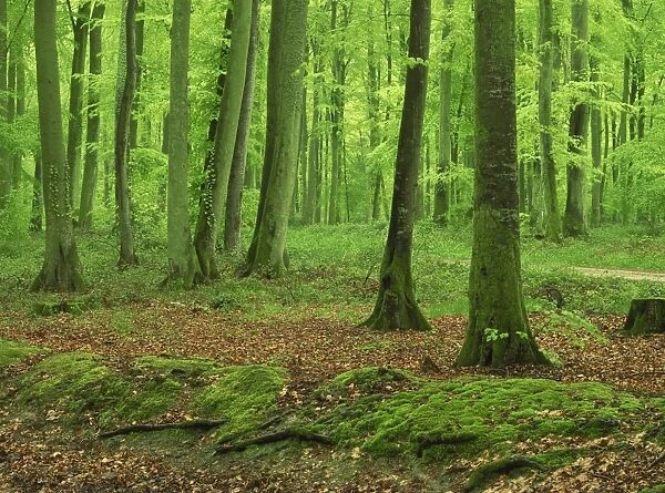 Tree trunks and moss in woodland in the Forest of Eu in Haute Normandie (Normandy)