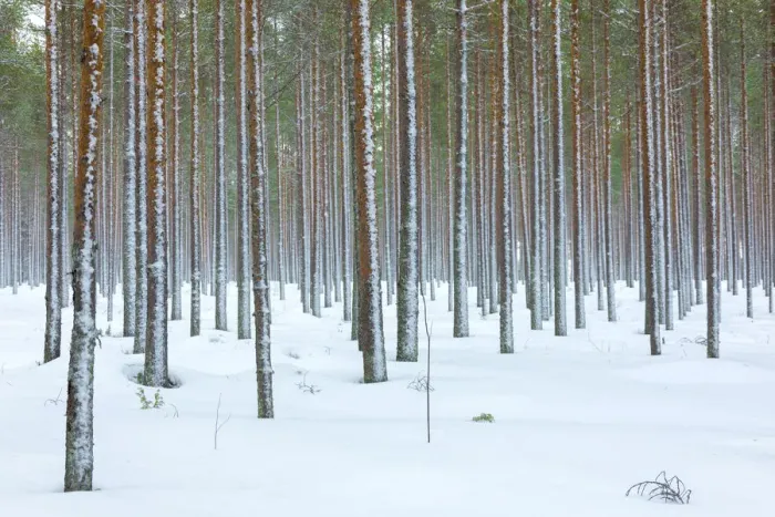 Framed Print : Tree trunks in the snowy woods Alaniemi, Rovaniemi, Lapland region, Finland, Europe Framed Print : Tree trunks in the snowy woods Alaniemi, Rovaniemi, Lapland region, Finland, Europe