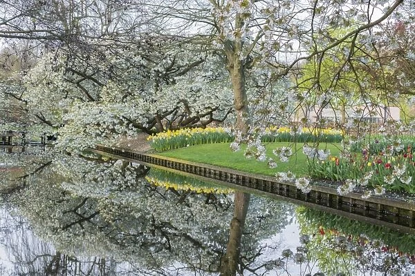 Tree, water canal and flowers at Keukenhof Gardens, Lisse, South Holland province