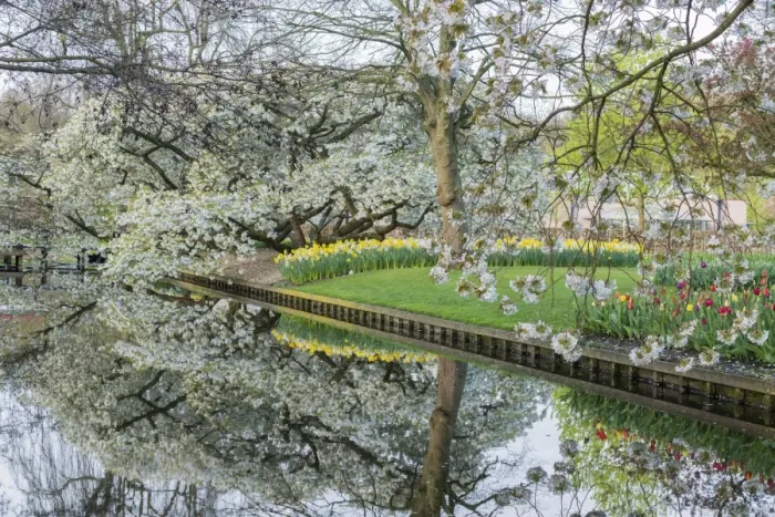Framed Print : Tree, water canal and flowers at Keukenhof Gardens, Lisse, South Holland province Framed Print : Tree, water canal and flowers at Keukenhof Gardens, Lisse, South Holland province