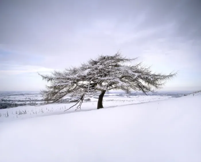 Framed Print : Tree in winter snow, North York Moors National Park, North Yorkshire, England Framed Print : Tree in winter snow, North York Moors National Park, North Yorkshire, England