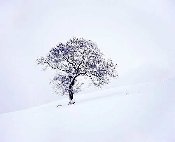 Tree in winter snow, North York Moors National Park, North Yorkshire, England