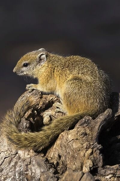 Tree (yellow-footed) squirrel (Paraxerus cepapi), Chobe National Park, Botswana, Africa