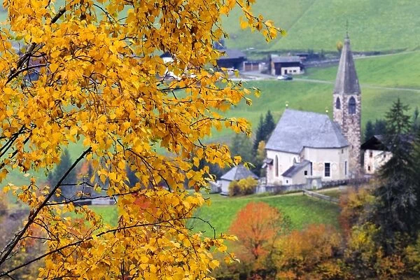 Tree with yellow leaves with the church of Santa Magdalena in the background, Funes Valley