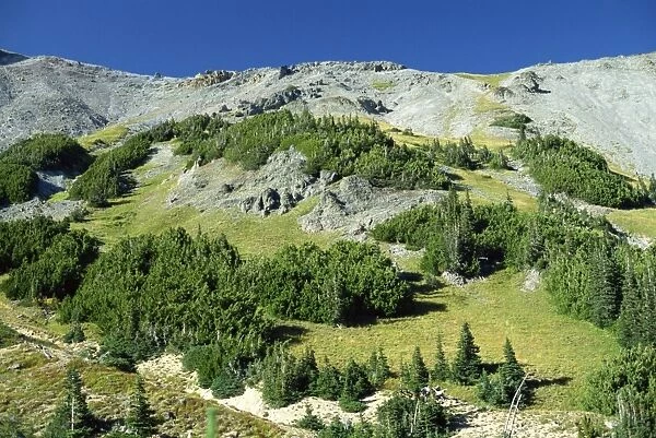 Trees and alpine meadows of Glacier Basin on the north
