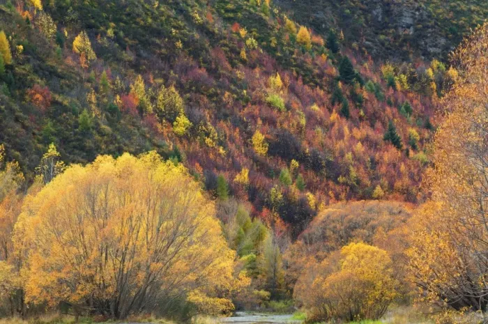 Framed Print : Trees, Arrowtown