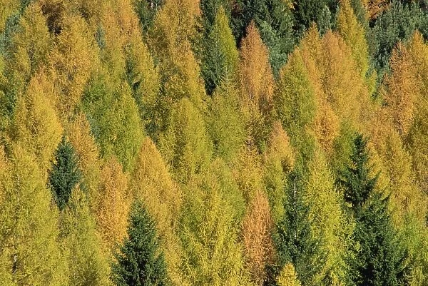 Trees in autumn colours in the Dolomites in Trentino Alto Adige