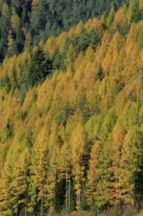 Framed Print : Trees in autumn colours in the Dolomites in Trentino Alto Adige Framed Print : Trees in autumn colours in the Dolomites in Trentino Alto Adige