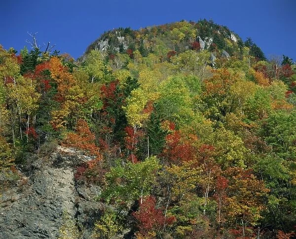 Trees in autumn colours on the island of Hokkaido
