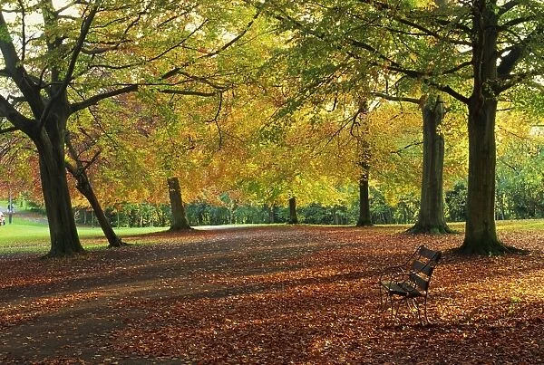 Trees in autumn colours and park bench beside a path at Clifton, Bristol